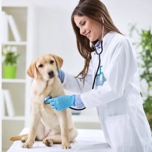 seguro-mascotas veterinaria-adeslas